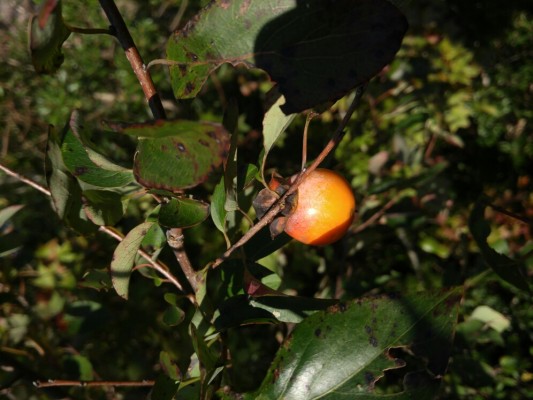 Persimmon